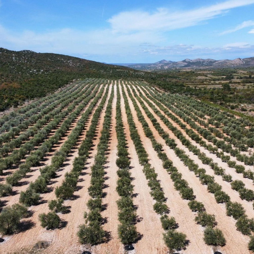 Cijena NikolOlio maslinovog ulja
