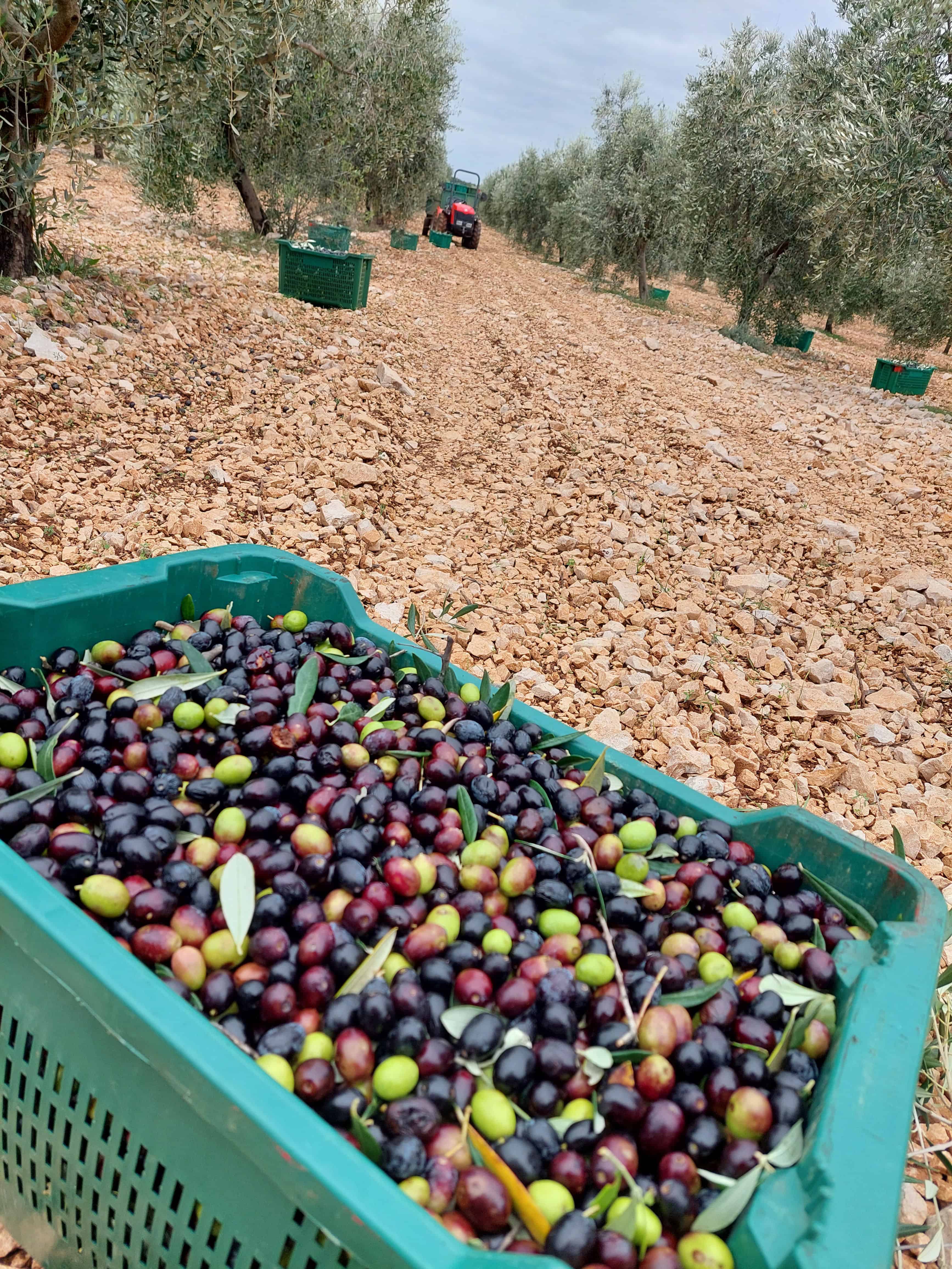 Posuda u kojoj se nalaze upravo ubrane masline. Okoliš je maslinik i kamenjar.