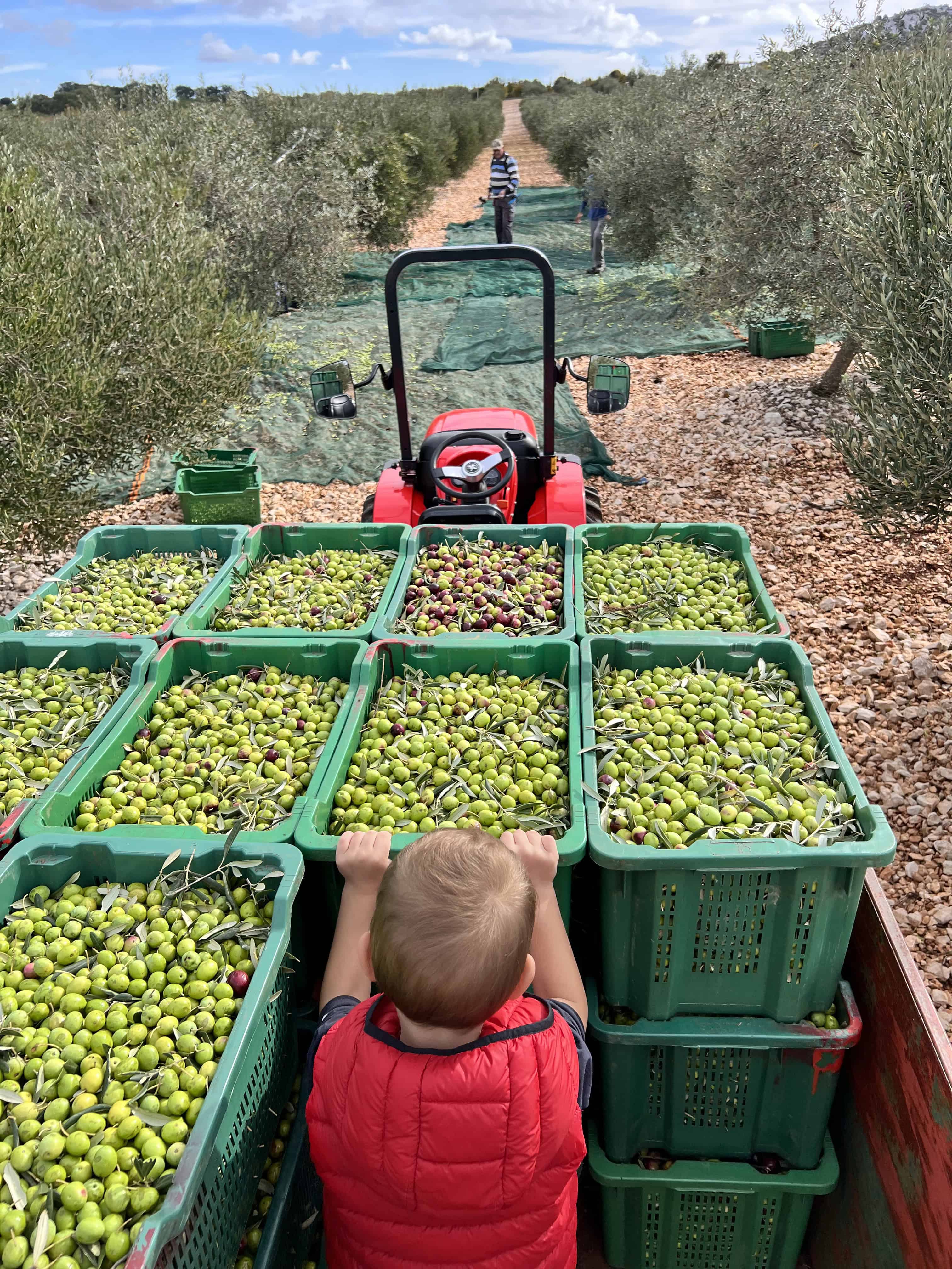 Svježe ubrane masline koje slaže dječak