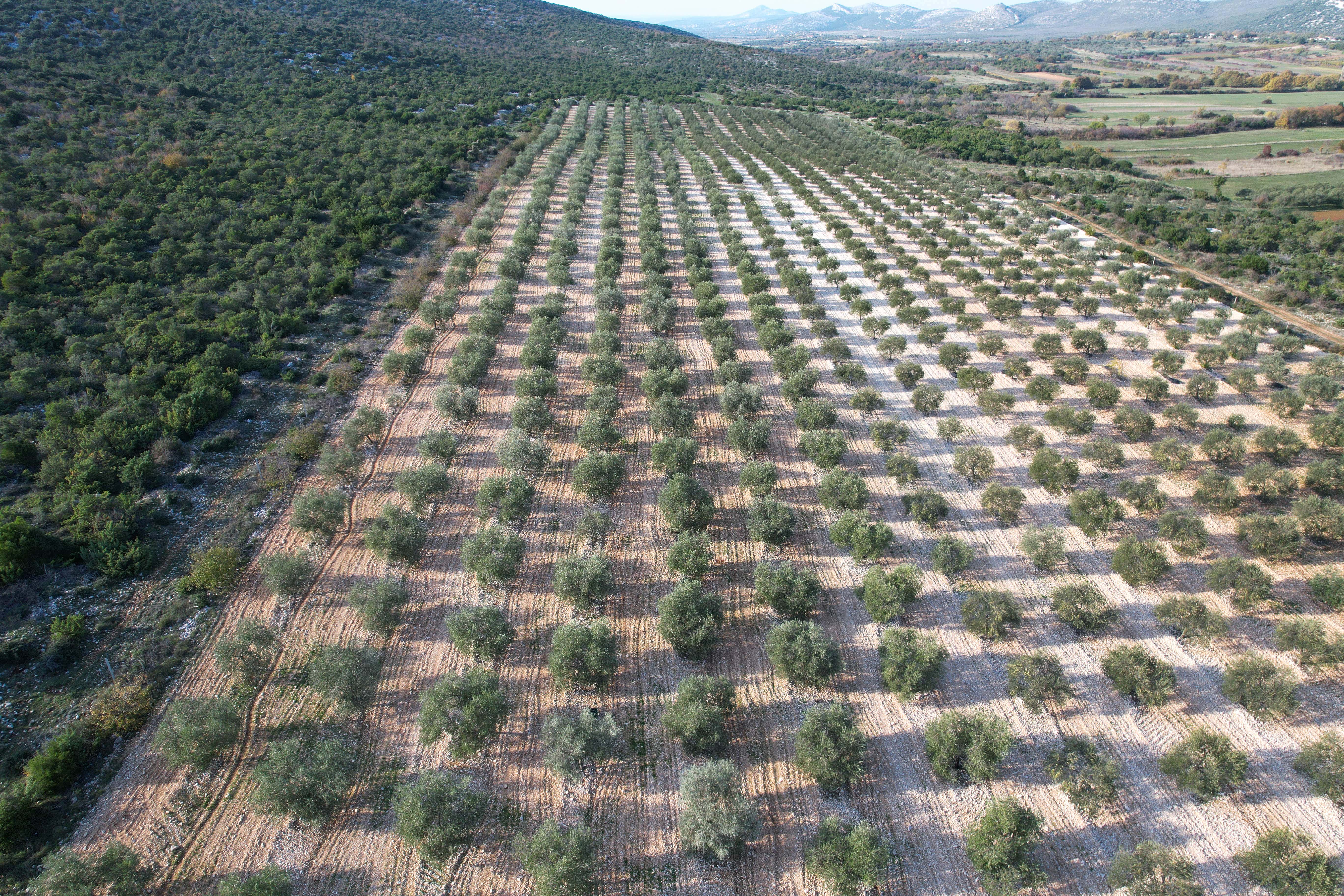 Maslinik u Dalmaciji slikan dronom iz zraka