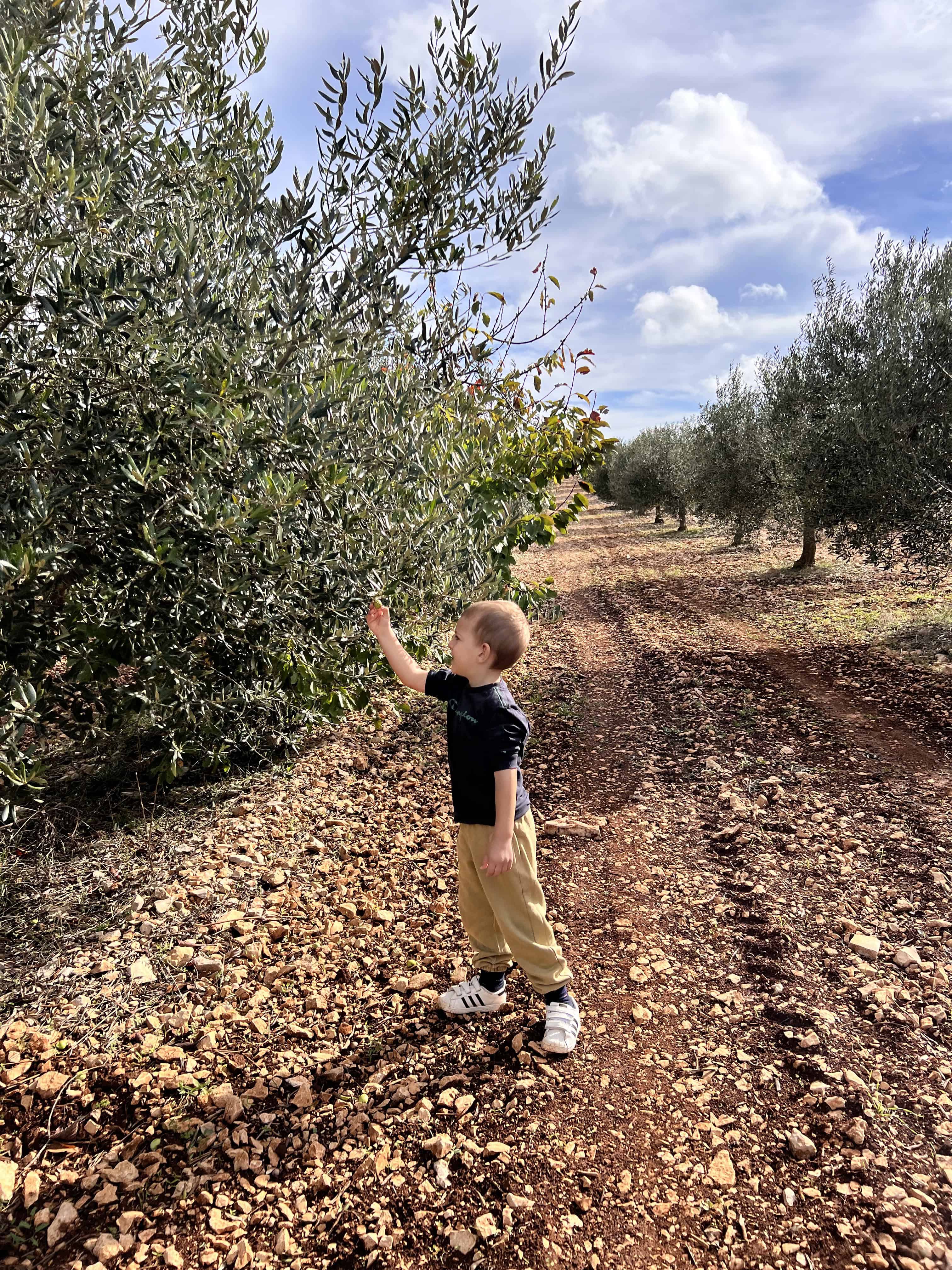 Dječak bere masline. Okuružen je kamenjarom i beskrajnim stablima maslina.