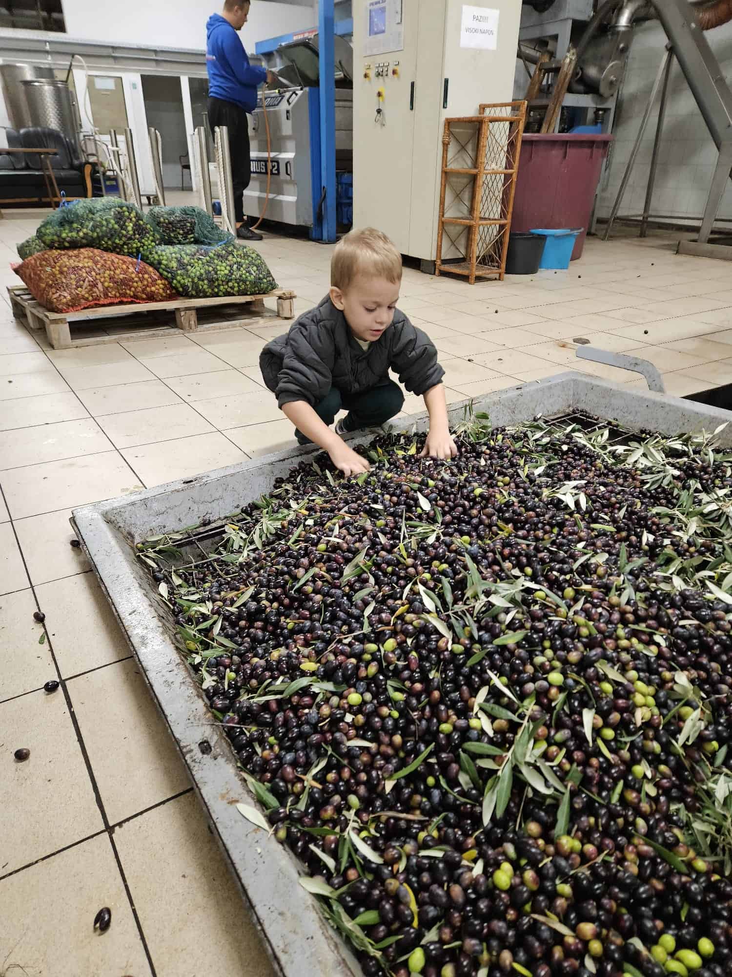 Dječak u uljari prebire masline prije prerade