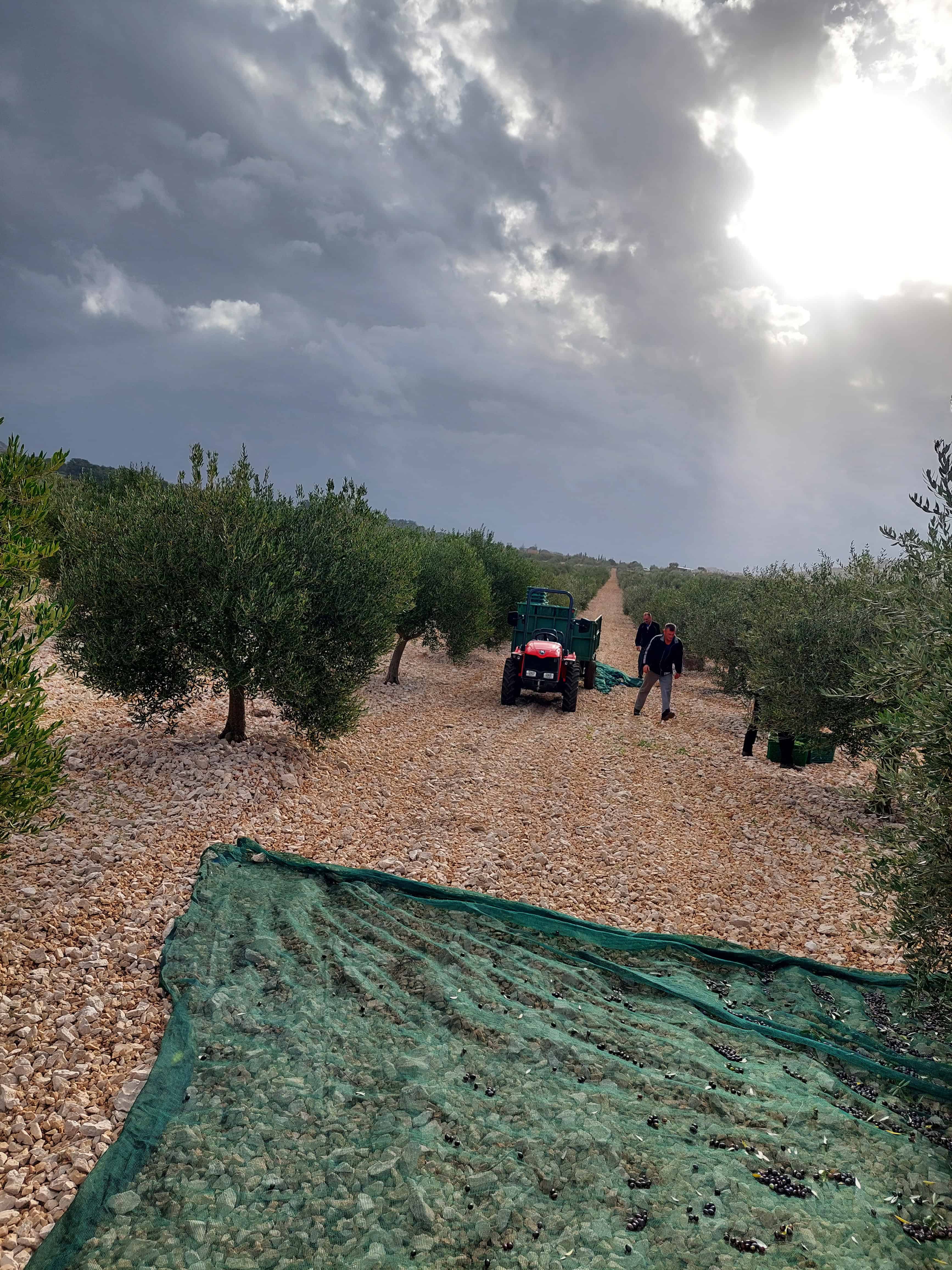 Berba maslina. Okoliš je maslinik i kamenjar.