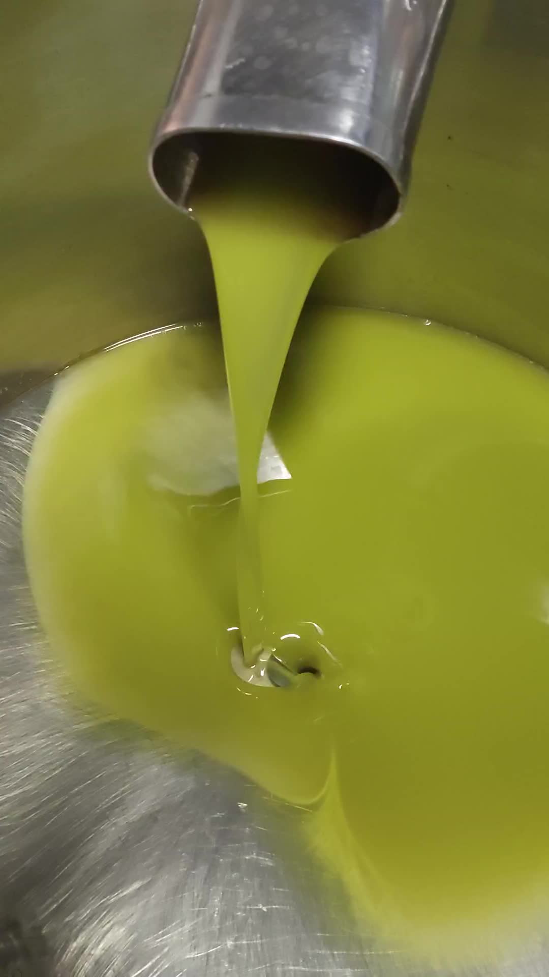 Prerada maslina i izlazak hladno prešanog maslinovog ulja iz inox posude u uljari